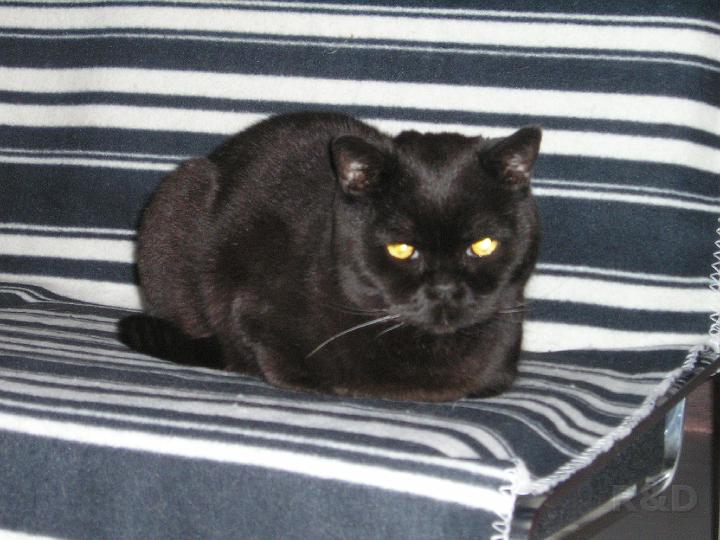 Katten (4).JPG